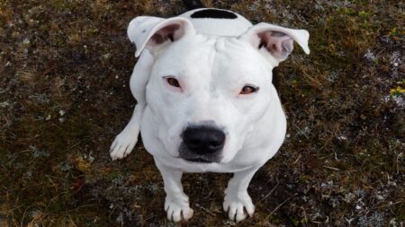 Neobvyklý vzhled psa budí pozornost. Jeho majitelka ho přitom přinesla domů jako obyčejné štěně