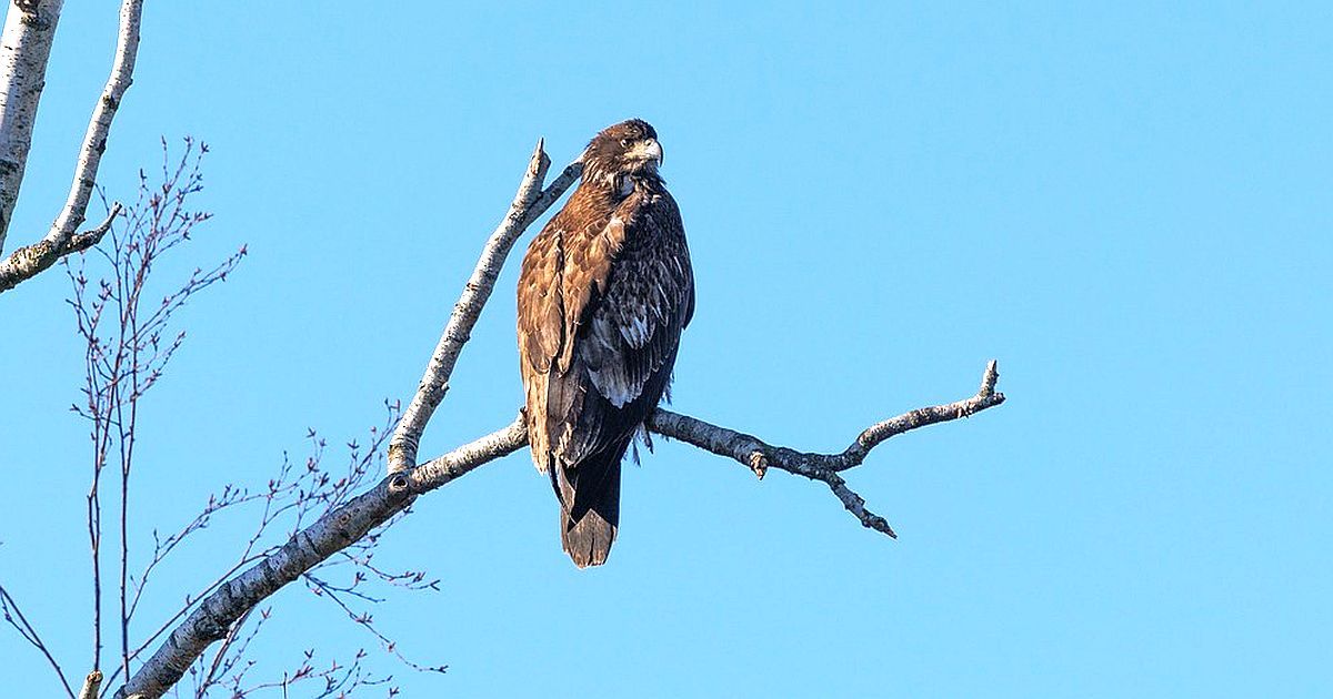 V Evropě už skoro vyhynuli. Ostravské zoo se však daří tento druh úspěšně množit už řadu let. Má unikátní techniku