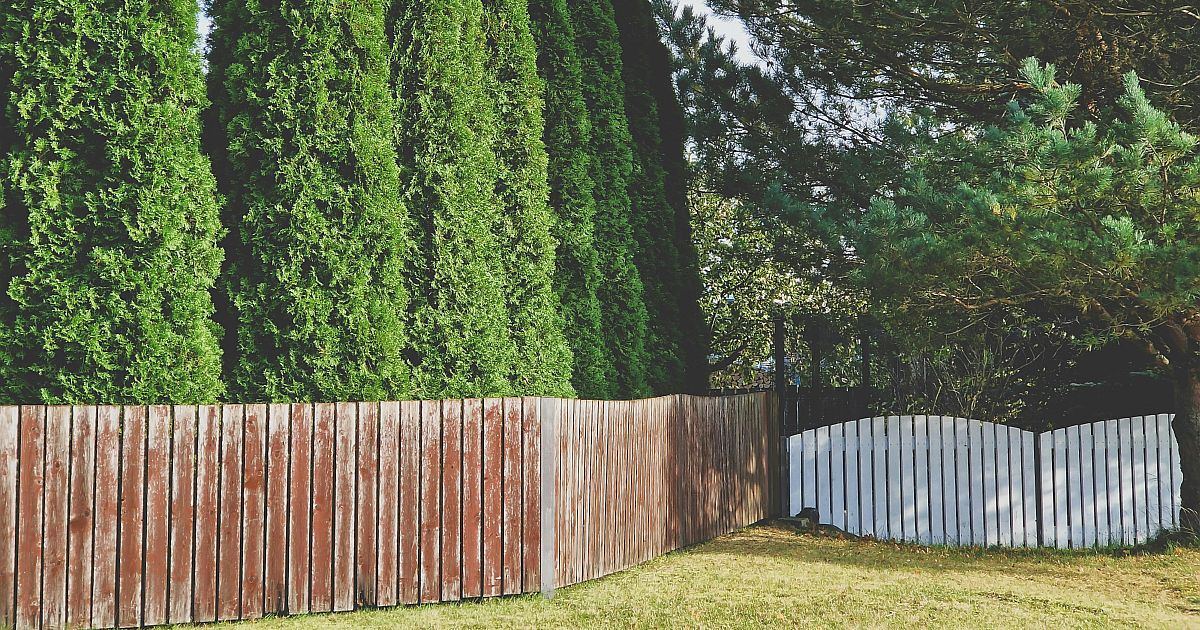 Nevinný živý plot, drahá chyba: Za túje u hranice pozemku hrozí sankce až 50 000 korun