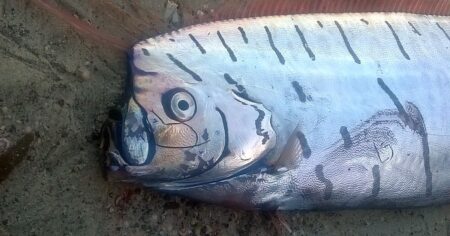 Moře vyplavilo rybu, která má předpovídat katastrofy. Pohroma by měla následovat za několik dní