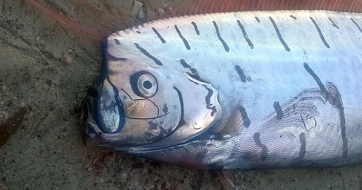 Moře vyplavilo rybu, která má předpovídat katastrofy. Pohroma by měla následovat za několik dní