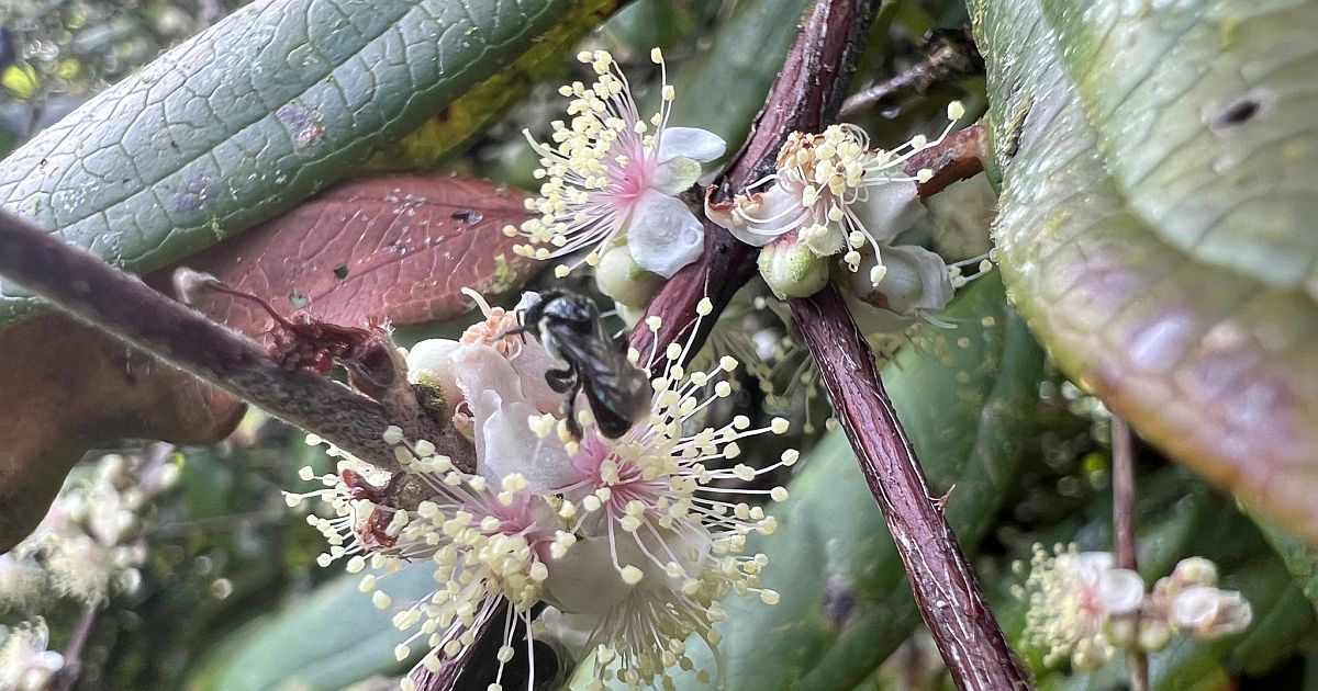 Záhadný „zombie strom“ na pokraji vyhynutí. Šance na záchranu se krátí