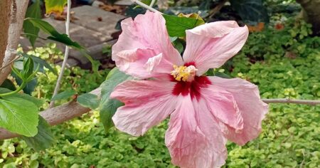 Tropická oáza zeleně uprostřed města. Olomouc nabízí historické skleníky plné bujné tropické zeleně a to za pár korun