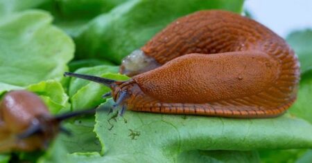 Zapomeňte na modré granule: Tenhle domácí fígl vyžene slimáky ze zahrady raz dva