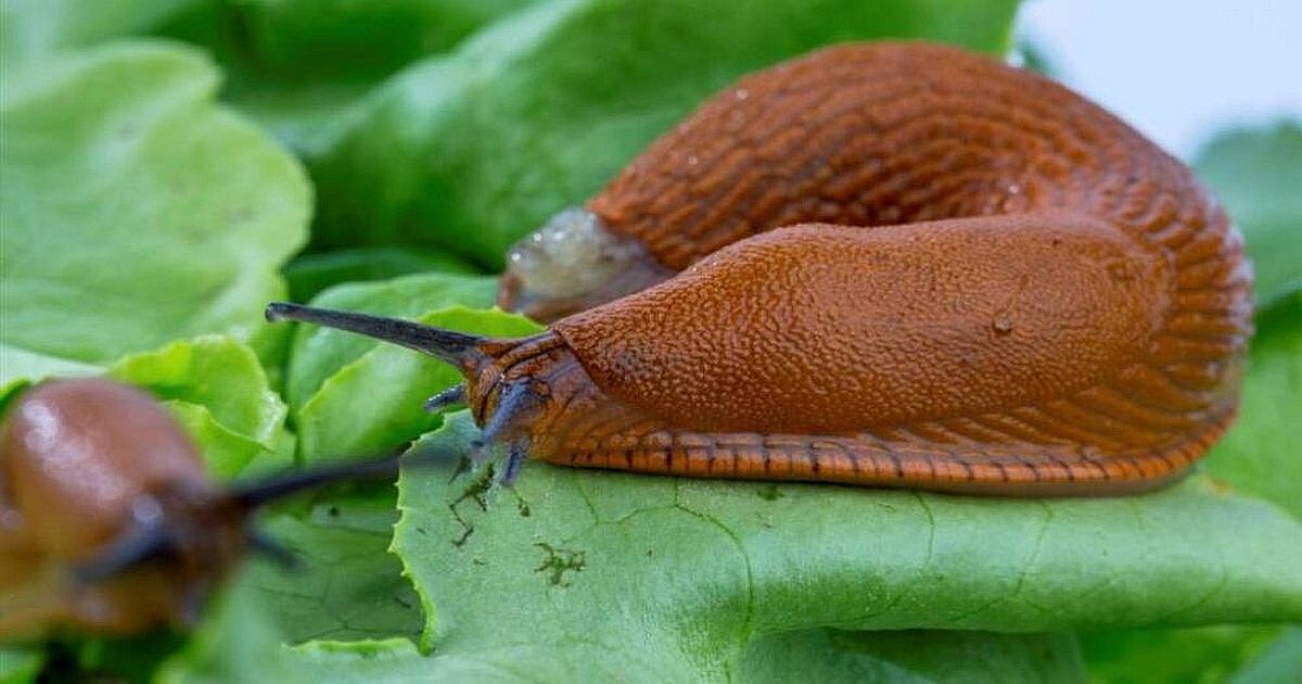 Zapomeňte na modré granule: Tenhle domácí fígl vyžene slimáky ze zahrady raz dva