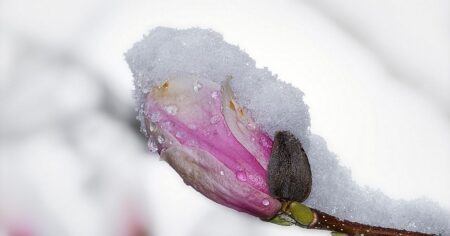 Česko zase zasype sníh, sněhová mapa rozdělí zemi na dvě poloviny