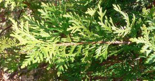 Na zahradě ho má skoro každý, přitom je považován za ostudu. A není tak bezúdržbový, jak se povídá