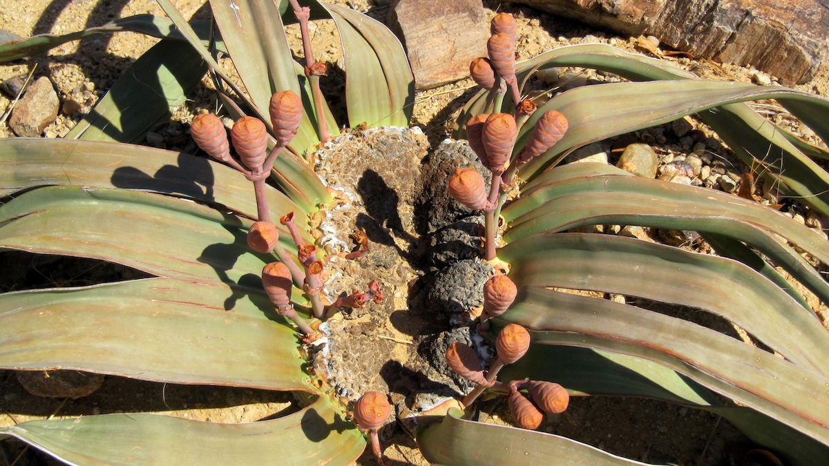 „Živoucí fosilie“ z africké pouště dokáže přežívat tisíce let. Umí pít mlhu