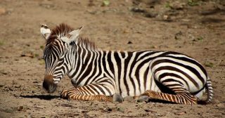 Unikát v olomoucké ZOO: Nové vzácné mládě. Čekala na něj skoro 10 let