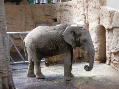 Nejkrásnější zoo v Česku? Praha to není, lidé objevili jiný hit