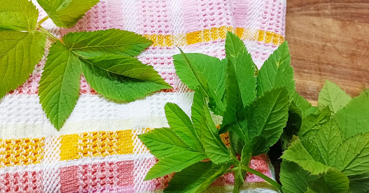 Proč byste měli právě teď bršlici raději nosit do kuchyně a ne vyrývat pryč? Umí zázraky