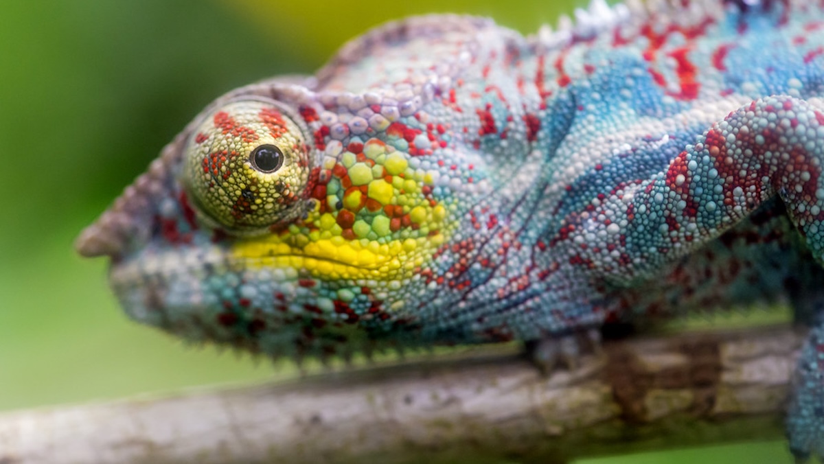 Zázrak z Česka: osm vzácných chameleonů nemá ve světě obdoby