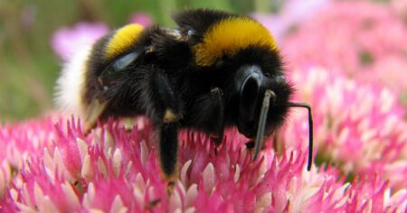 Zázrak v přírodě? Čmeláci dokážou přežít potopu díky neuvěřitelnému „vypnutí“