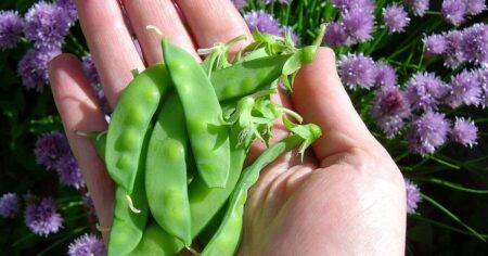 Zapomeňte na hnojení. Prozradíme trik na bohatou úrodu sladkého hrášku pro úplné začátečníky