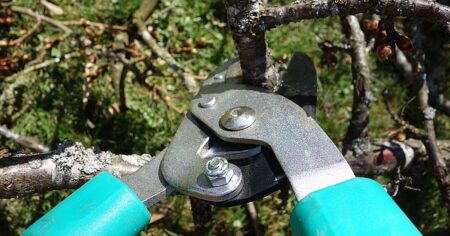 Stop vlčím větvím! Jednoduchý jarní trik, díky kterému vaše jabloň doslova ožije