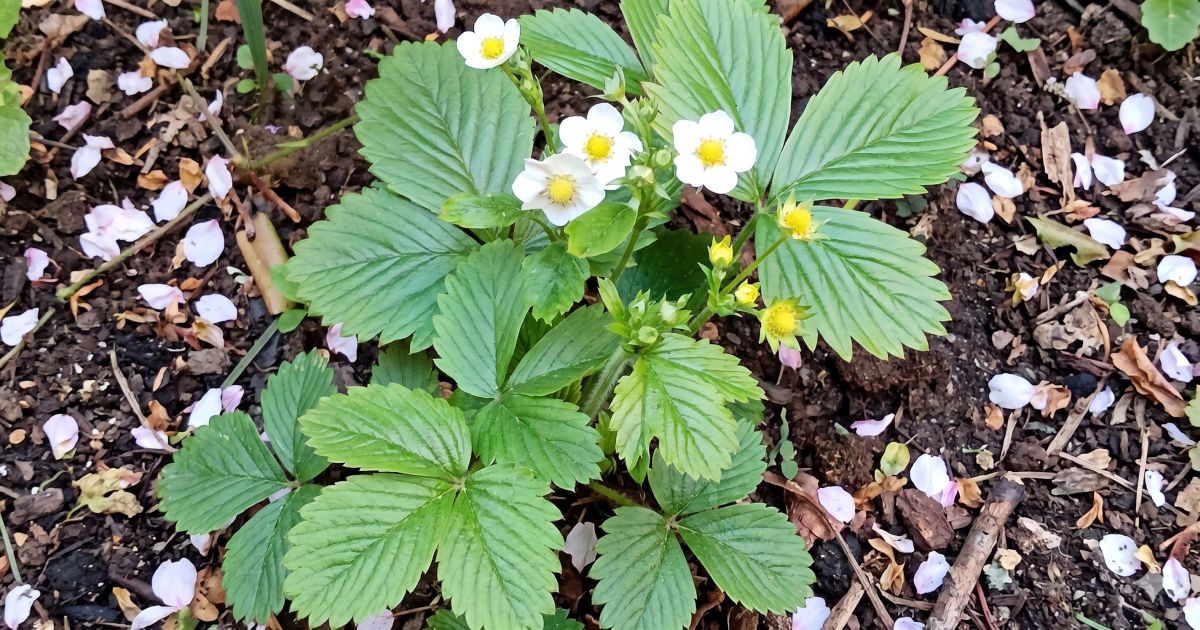 Tajná zbraň pro obří jahody, kterou musíte znát. Hnojení právě teď zajistí extra sladké a velké plody