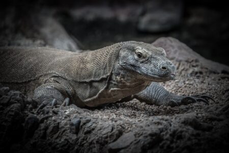 Dinosauři mezi námi: Varani komodští žerou buvoly a ovládají „neposkvrněné početí“