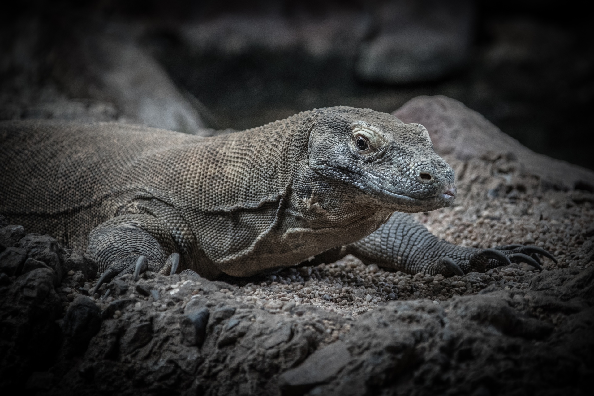 Dinosauři mezi námi: Varani komodští žerou buvoly a ovládají „neposkvrněné početí“