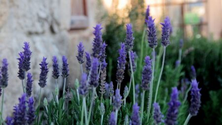 Zapomeňte na drahou Provence a zažijte Hvar jinak: Levandulové wellness nabídne dokonalý restart pro tělo i mysl