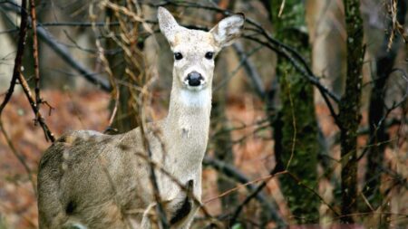 Lov březích srn? Nové výjimky vyvolávají silné emoce