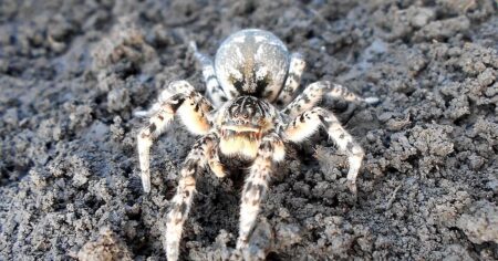 Česká tarantule je zpět! Obří pavouk, který měl být dávno vyhynulý, se znovu šíří naším územím