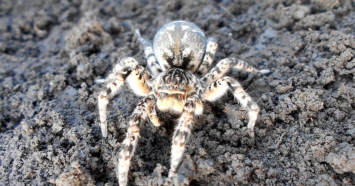 Česká tarantule je zpět! Obří pavouk, který měl být dávno vyhynulý, se znovu šíří naším územím