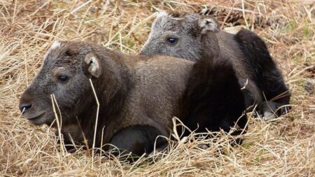 Vzácnější než panda: V Plzni se narodilo unikátní mládě