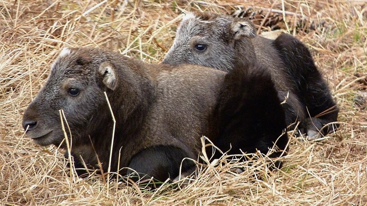 Vzácnější než panda: V Plzni se narodilo unikátní mládě