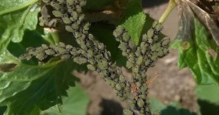 Nenasytné mšice likvidují vaše stromy? Tento 4denní „zázrak“ v láhvi je zastaví okamžitě