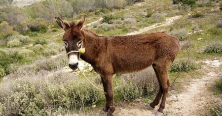 Zapomeňte na stroje: ve Španělsku hasí požáry osli – a úspěšně. Vědcům doslova vytřeli zrak