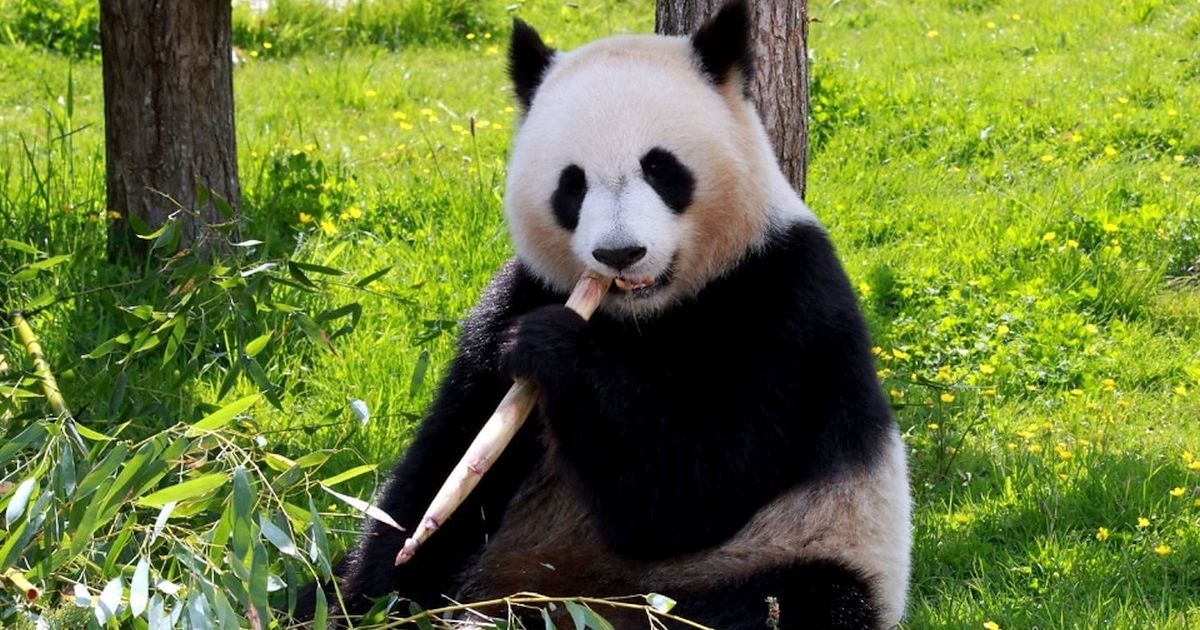 Pandy všem vytřely zrak! Už nejsou na odpis a jejich tajemná zbraň vás překvapí. Doslova přelstily vlastní osud