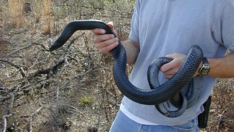 Přežil 856 dávek hadího jedu! Šílený experimentátor má v těle krev, která může zachránit miliony životů