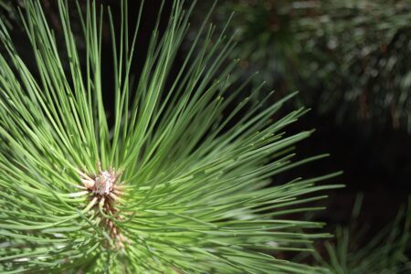 Stromy, na kterých roste zlato? Vědci objevili ve Finsku les, který skrývá bohatství