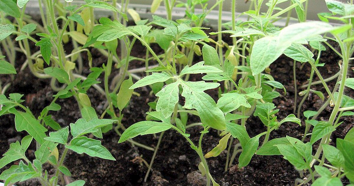 Rostou vám jen slabé nitky? Udělejte tuhle změnu ihned po vyklíčení a zachraňte svou úrodu