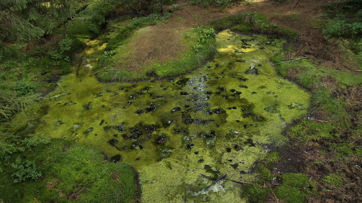 Vstoupit jen s ucpaným nosem? Objevte nejvoňavější (a nejstrašidelnější) rezervaci v Česku