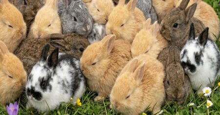 Invaze ušáků na jarní louce! Jen 2 % lidí najdou maskovaného vetřelce mezi králíčky do 5 vteřin