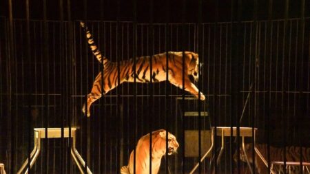 Horor v ruském cirkuse: Síť spadla a tygr skočil přímo mezi vyděšené diváky s dětmi