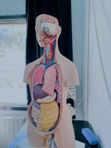 Základy o lidském těle zvládne každý páťák. Zjistěte, jestli jste na tom líp než žáci základní školy, nebo vás otázky zaskočí