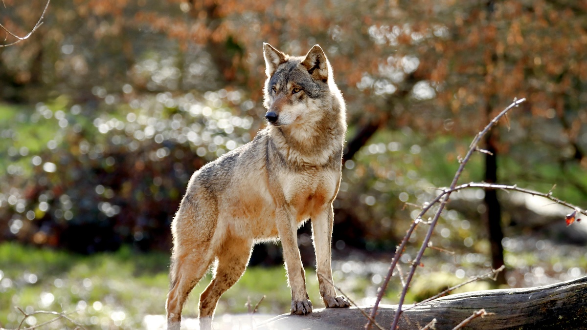 Dovolená v ohrožení: Chorvatská letoviska hlásí zdivočelé vlky jen pár kroků od moře