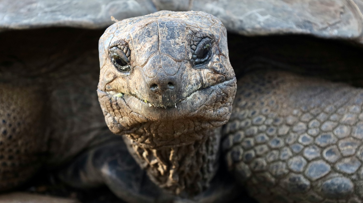 Už ho chtěli pohřbít: Příběh želvy, která přežila vlastní smrt i 39 amerických prezidentů