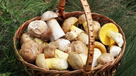 Berte košíky a utíkejte do lesa! Mykoložka popsala neobvyklý úkaz, který přineslo teplé počasí