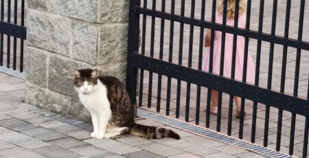 Dělá vaše kočka tuhle jedinou věc? Pokud ano, tajně vám tím vyznává lásku, o které jste neměli tušení