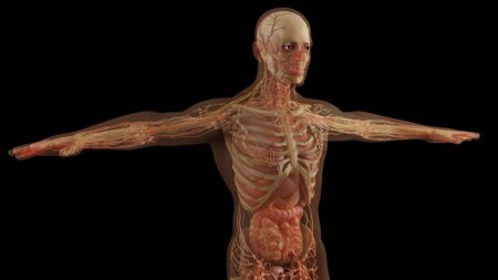 Srdce, plíce, játra. Orgány vlastního těla správně umístí jen 1 člověk z 10, i když měl biologii roky ve škole