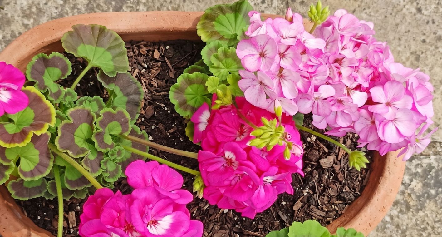 Chcete muškáty jako z botanické zahrady? Stačí jedna věc z kuchyně a pokvetou až do konce sezóny