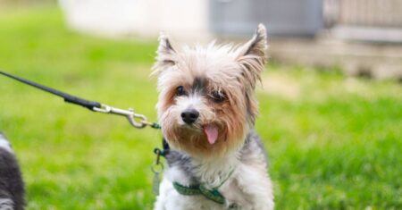 Vezmete psa na trávník a skončíte na veterině. Města bojují s plevelem, který psům ničí oči a packy