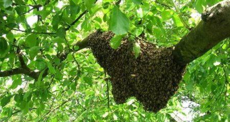 Včelí matka práskla dveřmi! Když na zahradě najdete tento úkaz, sedíte v první řadě úžasné podívané