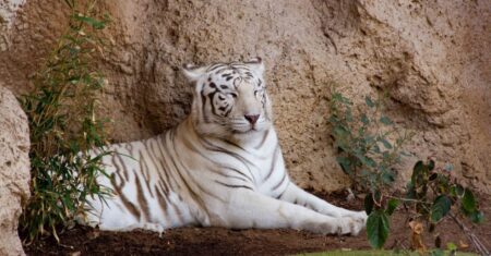 ZOO Liberec v utajení zdvojnásobila svou velikost! Na 13 hektarech lesa vzniká něco, co Česko ještě nikdy nevidělo