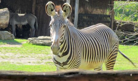 Narodilo se zvíře, které za pár let přijde o celou svou chloubu! Chovatelé v plzeňské zoo jásají
