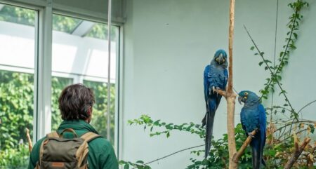Zpustošená úroda a rozmlácené potrubí! Vzácní papoušci z pražské zoo drsně likvidují brazilské zemědělce