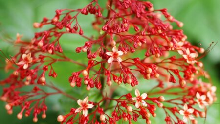 Clerodendrum objevili vědci teprve nedávno, domorodci díky němu přitom po staletí léčí psy